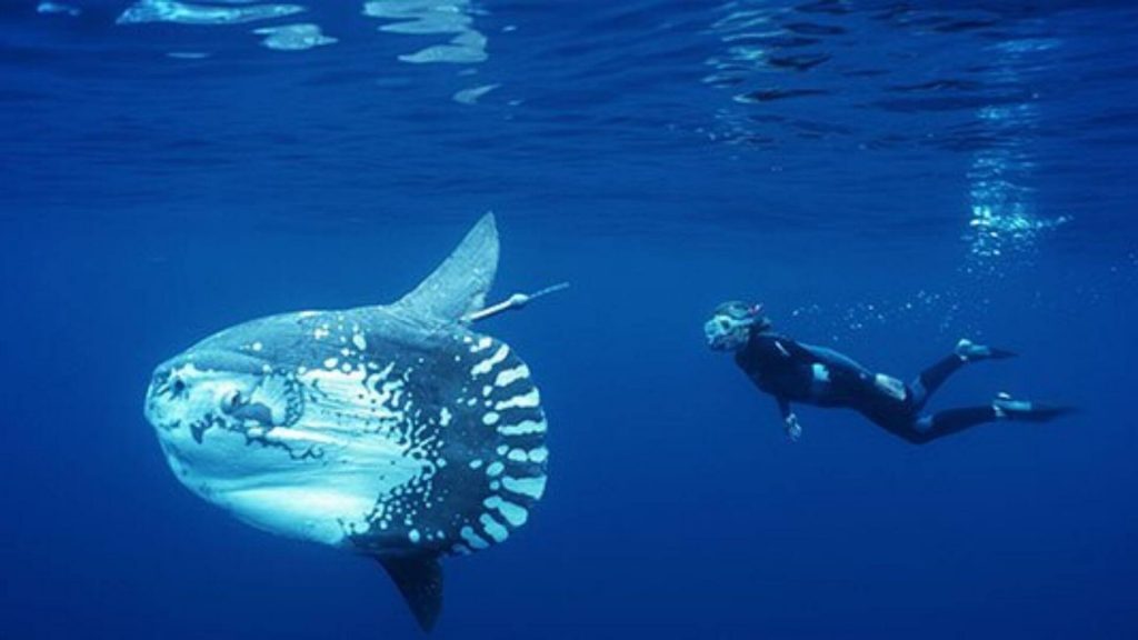 COME DIVE WITH THE MOLA MOLA - NUSA LEMBONGAN