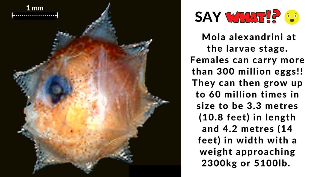 MOLA ALEXANDRINI FUN FACTS TO KNOW BEFORE YOU DIVE