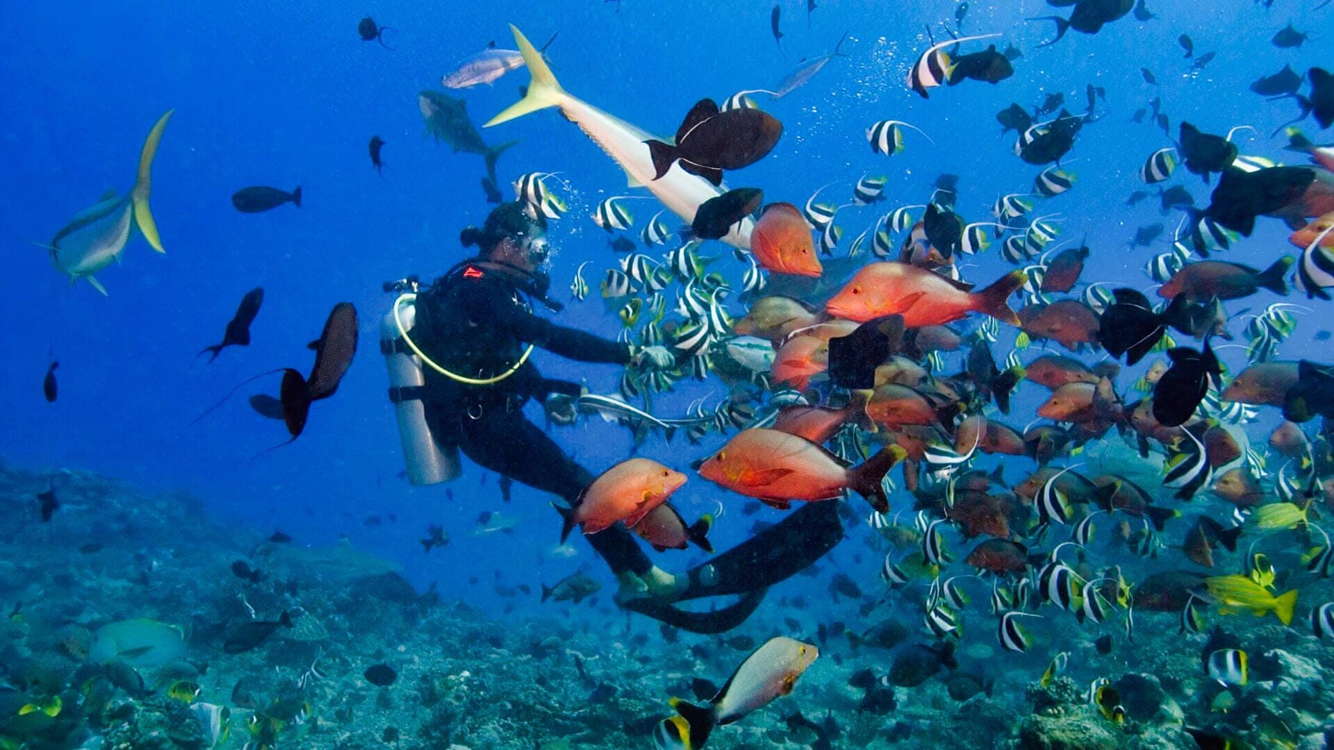 SCUBA DIVER DISCOVERING ONE OF THE BEST DIVE SITES AT NUSA LEMBONGAN AND NUSA PENIDA, BALI