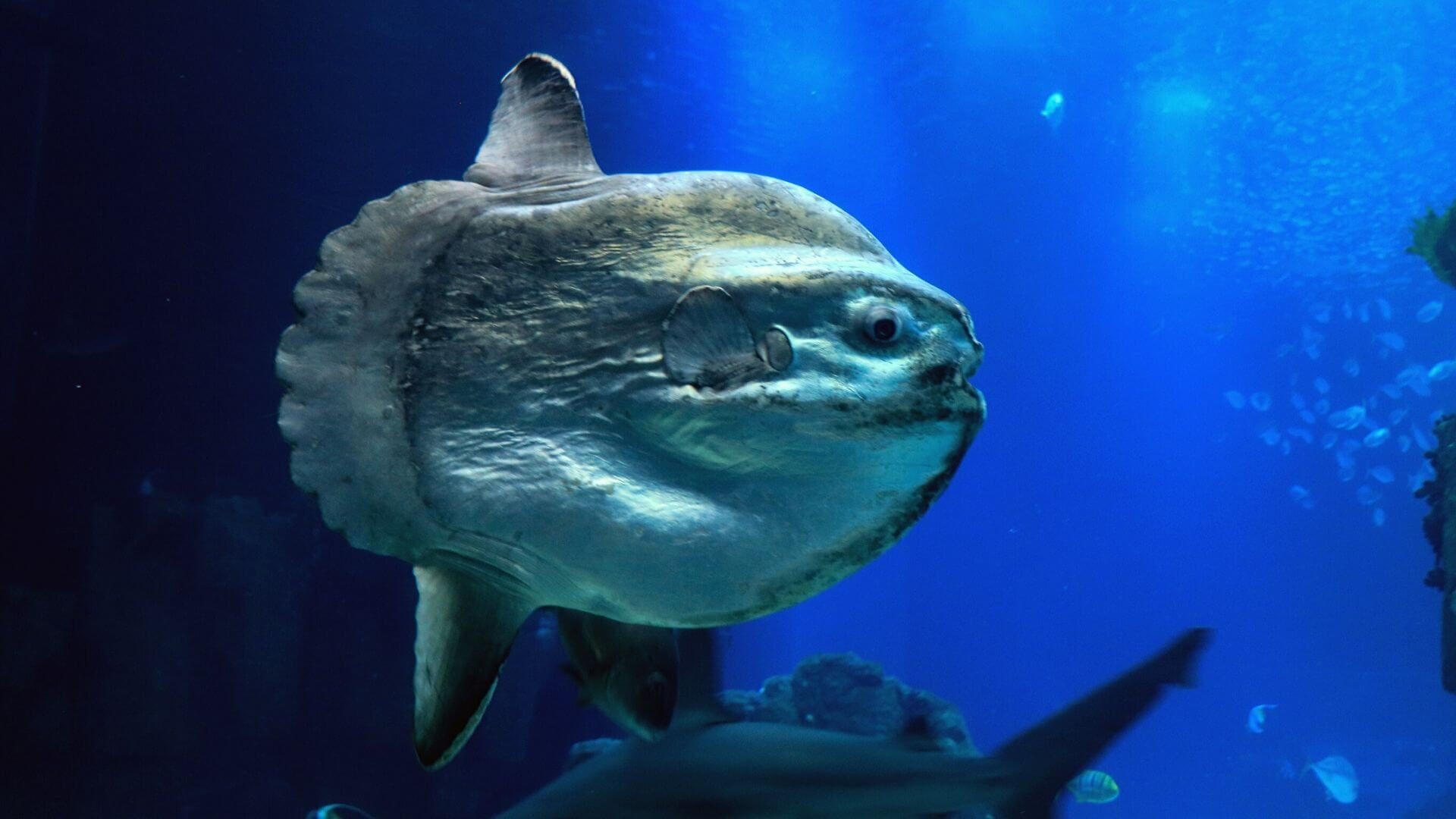 The largest bony fish in the world the Mola alexandrini previously known as Mola mola